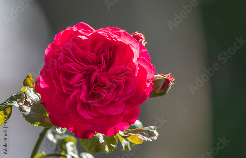 Pink roses growing in the park