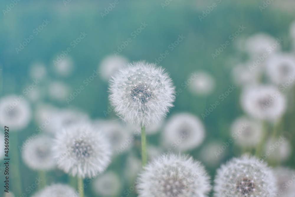 White, faded dandelions on a blurred green natural background. Selective focus, close-up. Filter effect. Spring or summer background. White, faded dandelions on a blurred green natural background. Selective focus, close-up. Filter effect. Spring or summer background.