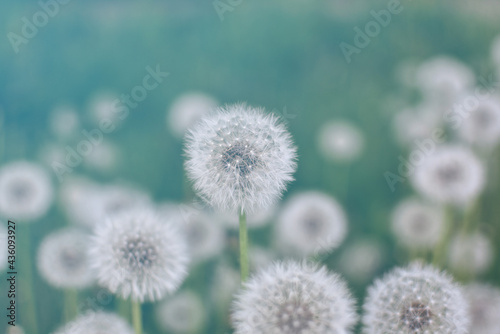 White  faded dandelions on a blurred green natural background. Selective focus  close-up. Filter effect. Spring or summer background.