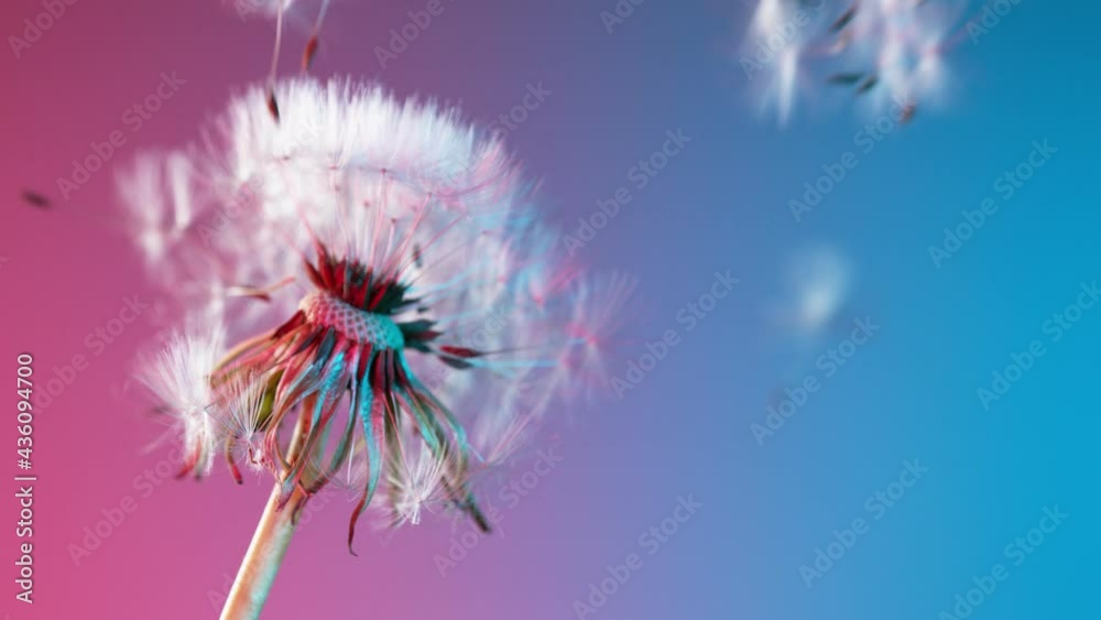Super Slow Motion Of Bloomed Dandelion Illuminated By Neon Lights. Filmed On High Speed Cinema Camera, 1000 Fps.