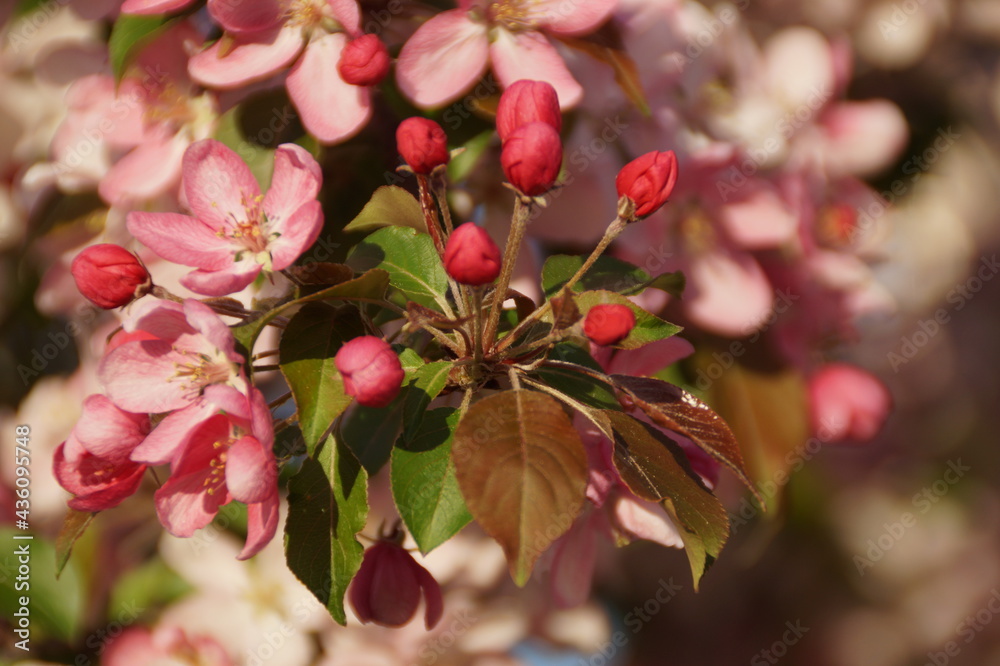 pink cherry blossom pink cherry blossom