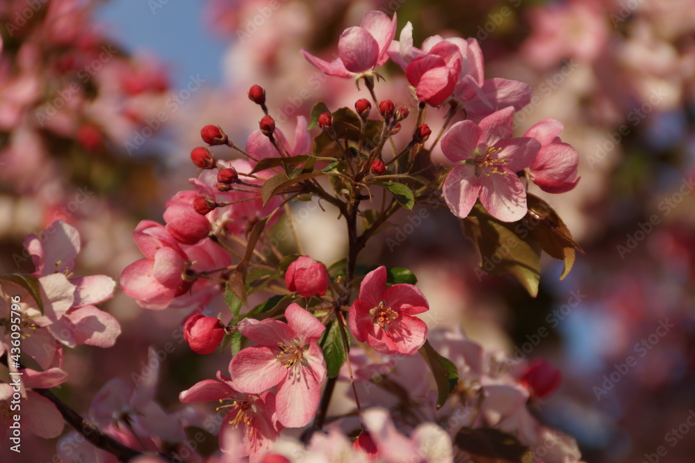 tree blossom tree blossom