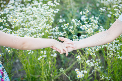 the closed hands of a boy and a girl against the background of a chamomile field