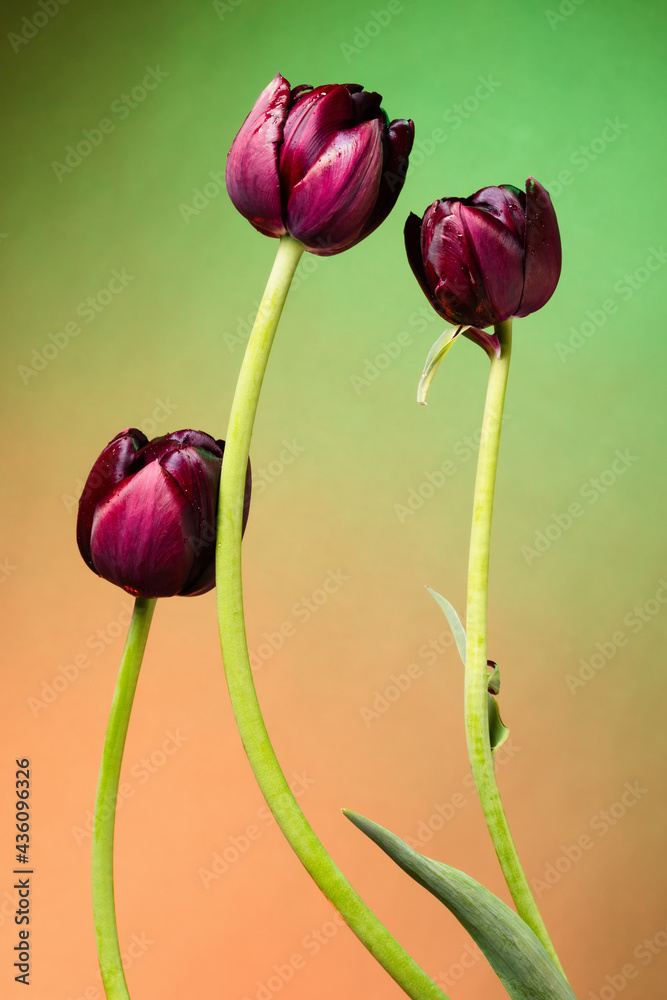 Beautiful three purple tulip flowers on abstract green-yellow sunrise background Beautiful three purple tulip flowers on abstract green-yellow sunrise background