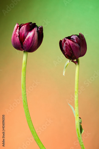 Beautiful two purple tulip flowers on abstract green-yellow sunrise background