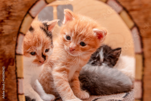 Fototapeta Naklejka Na Ścianę i Meble -  Little kittens in their cat house