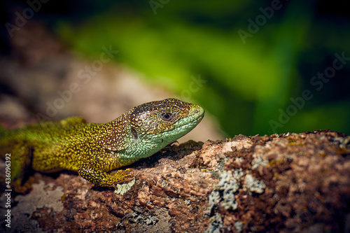 green lizard on a stone