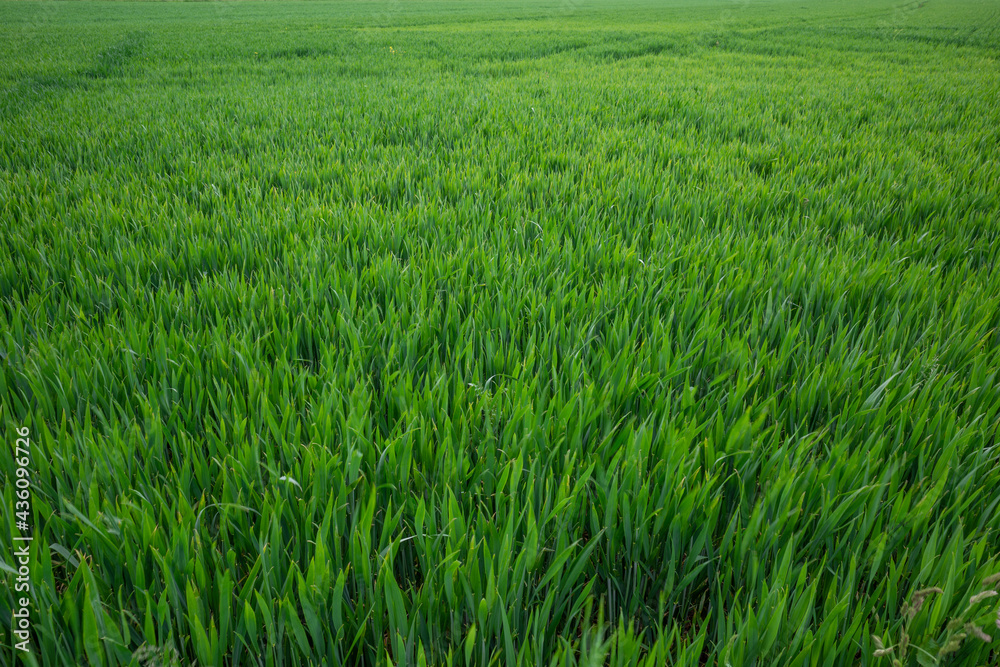 Outdoor sunny landscape view over grass, rice, meadow, wheat or barley agricultural field. Natural greenery green background. Growth rice field. Outdoor sunny landscape view over grass, rice, meadow, wheat or barley agricultural field. Natural greenery green background. Growth rice field.