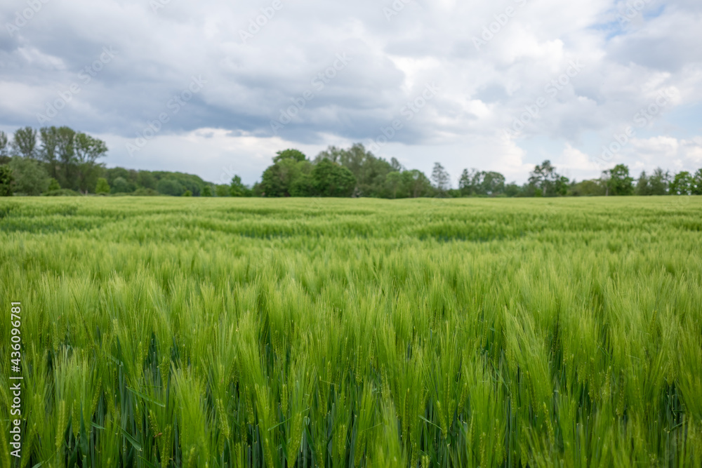 Selective focus and outdoor sunny landscape view over grass, rice, meadow, wheat or barley agricultural field. Natural greenery green background. Growth rice field.