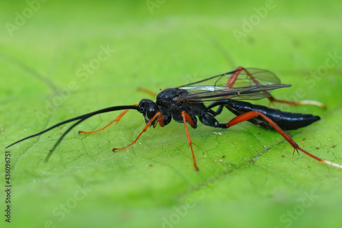 Closeup shot of a colorful Ichneumonid wasp, Buathra laborator, on a green leaf photo