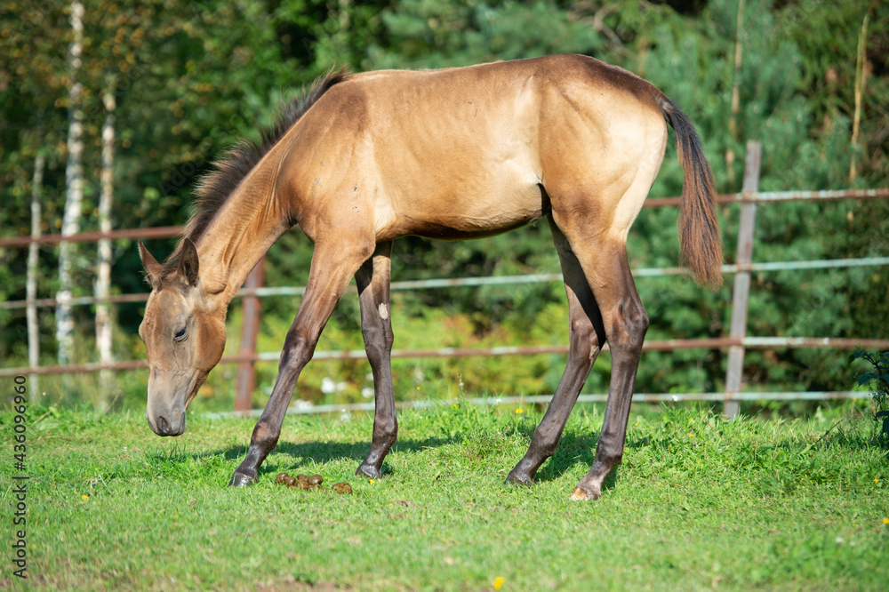 purebred akhalteke foal walking in paddock purebred akhalteke foal walking in paddock