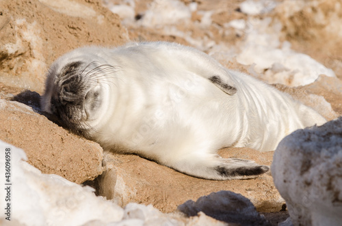 A new born white grey seal baby relaxing at the beach, Ventpils, Latvia. photo