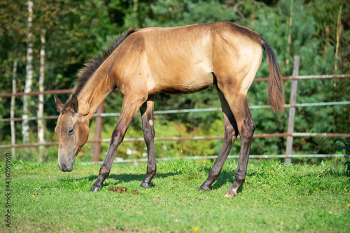 purebred akhalteke foal  walking in paddock