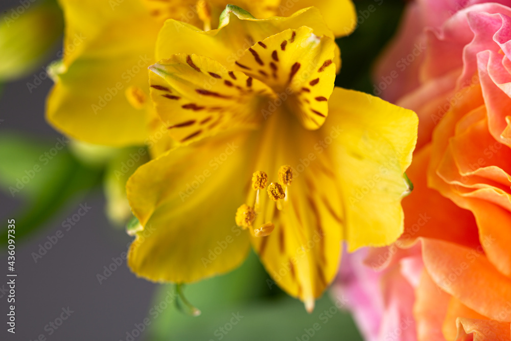Yellow pistils full of pollen on a yellow flower in bloom close up still Yellow pistils full of pollen on a yellow flower in bloom close up still