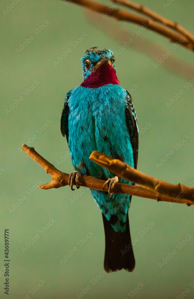 Obraz premium Spangled cotinga sitting on tree branch (Cotinga cayana). South America