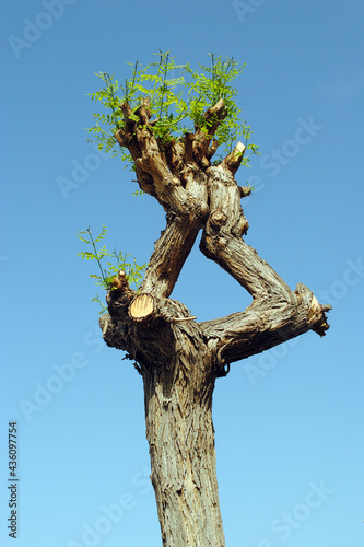 New Growth of Leaves on Isolated Pruned Tree against Blue Sky