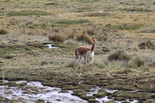 Vicuña en campo vicuña