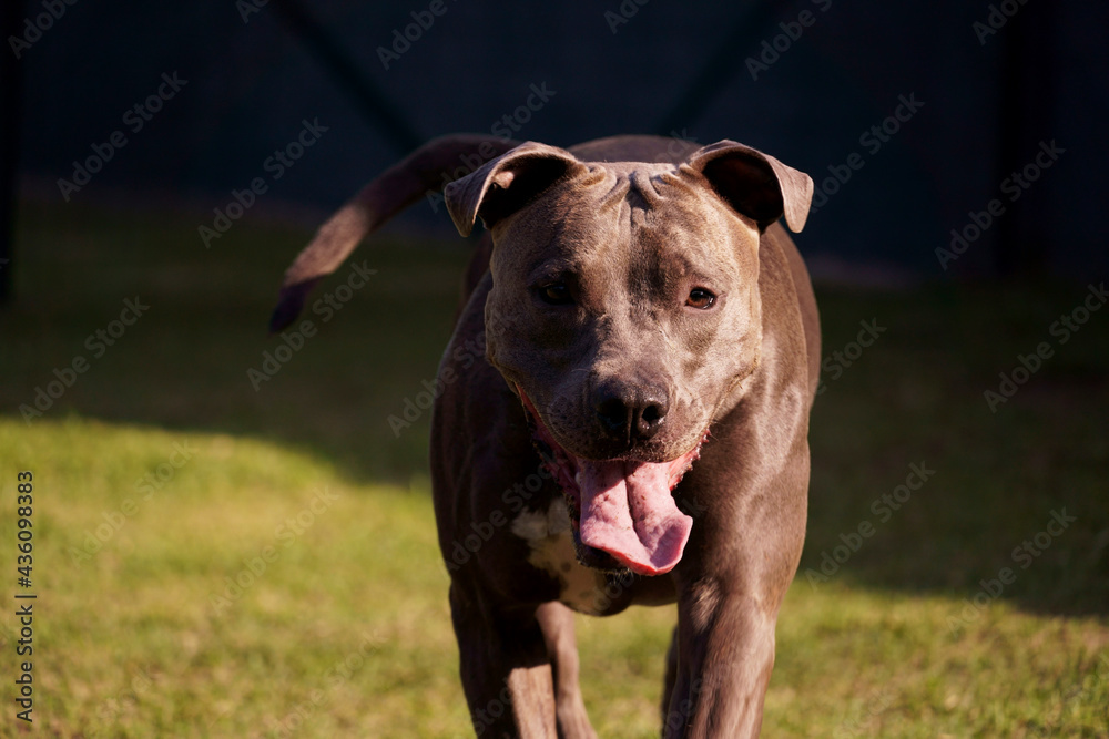 Pitbull dog in the park with green grass and bars around. Pit bull playing in the dog place. Selective focus.