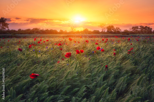 Scenic view of the rye field with red poppy flowers, colorful sky with sun and clouds, amazing rural landscape in sunset light, outdoor agricultural background
