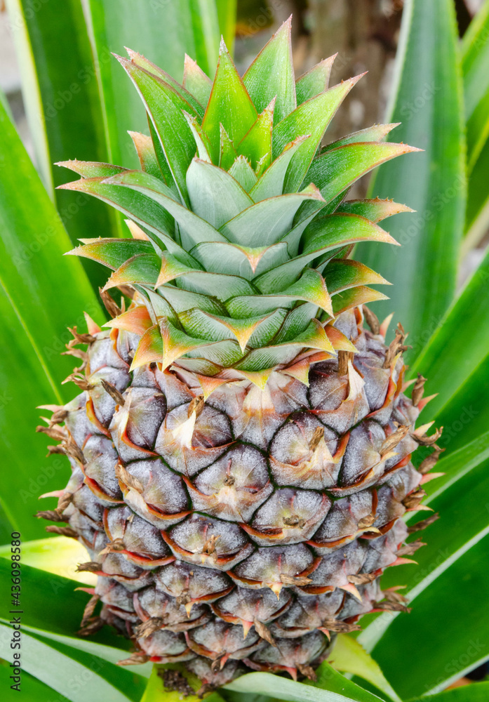 A closeup developing pineapple growing on the plant in the garden
A closeup developing pineapple growing on the plant in the garden