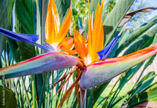 A bird of paradise flower with two blooms on one stalk 