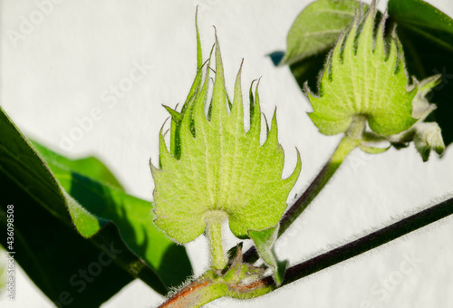 First stage cotton flower buds forming on the plant in the garden
