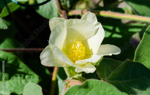 Flowering cotton blossom on the growing plant, from white to pink stage
