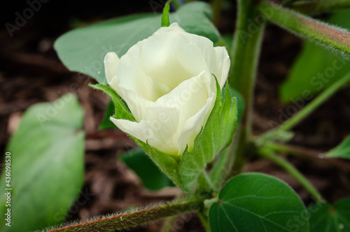 Flowering cotton blossom on the growing plant, from white to pink stage
