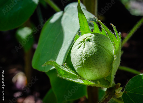 A green cotton boll before opening on the plant
 photo