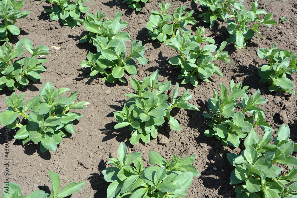 Horse bean (Vicia faba) grows in the soil Horse bean (Vicia faba) grows in the soil