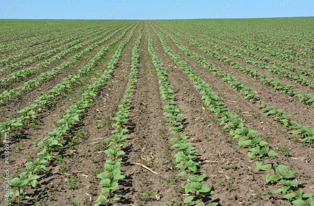 Sunflower grows on a farm field. Sunflower grows on a farm field.