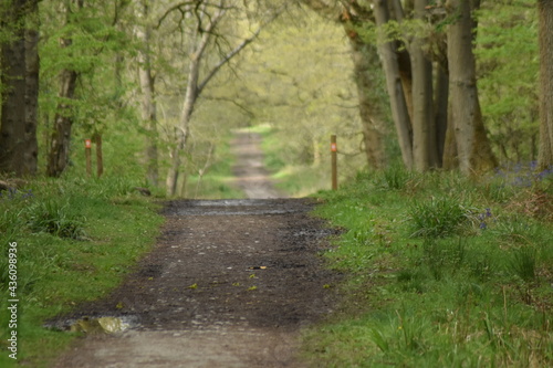 path in the forest