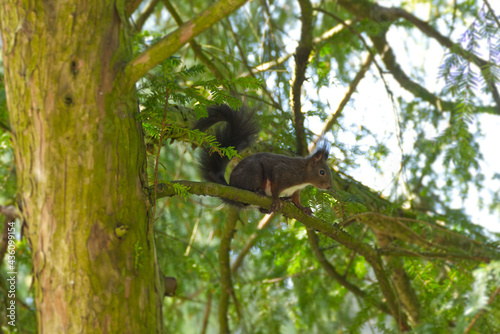 Red Squirrel sitting in a tree in Zurich, Switzerland