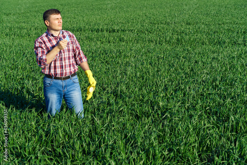 a man as a farmer poses in a field  dressed in a plaid shirt and jeans  protective face mask and rubber gloves  checks and inspects young sprouts crops of wheat  barley or rye  or other cereals