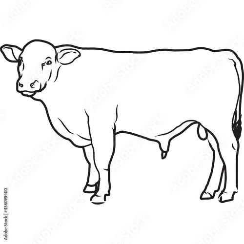 Hand Sketched, Hand Drawn Beefalo Vector photo