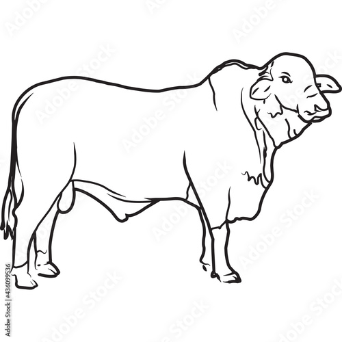 Hand Sketched, Hand Drawn Braford Cow Vector photo