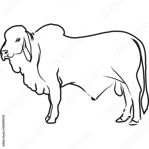 Hand Sketched, Hand Drawn Brahman Cow Vector photo