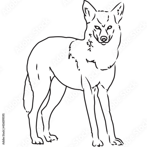 Hand Sketched, Hand Drawn Cayote Vector