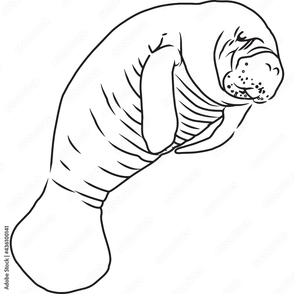 Hand Sketched, Hand Drawn Manatee Vector Hand Sketched, Hand Drawn Manatee Vector