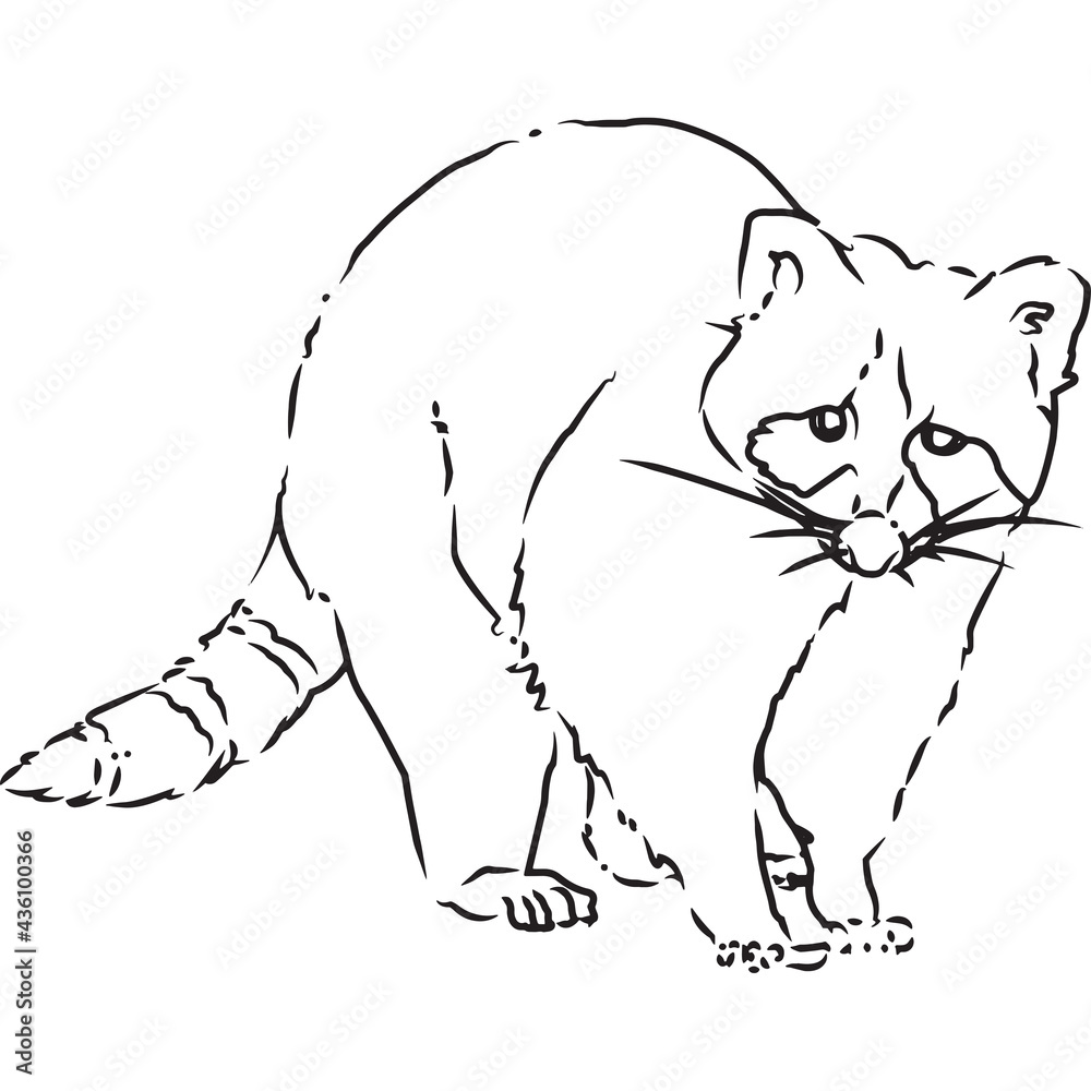 Hand Sketched, Hand Drawn Raccoon Vector Hand Sketched, Hand Drawn Raccoon Vector
