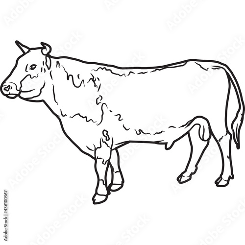 Hand Sketched, Hand Drawn Randall Bull Vector