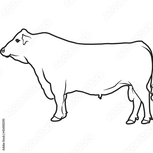 Hand Sketched, Hand Drawn Red Angus Cow Vector