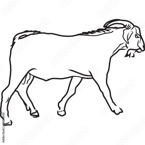 Hand Sketched  Hand Drawn Spanish Goat Vector