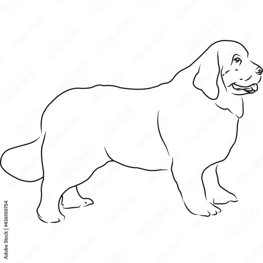 Newfoundland Dog, Hand Sketched Vector Drawing Newfoundland Dog, Hand Sketched Vector Drawing