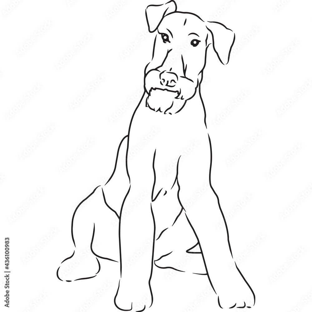 Fototapeta premium Airedale Terrier Dog, Hand Sketched Vector Drawing