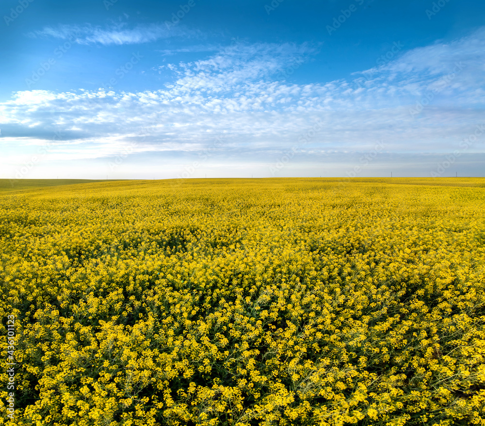 beautiful yellow rapeseed field and sky with clouds