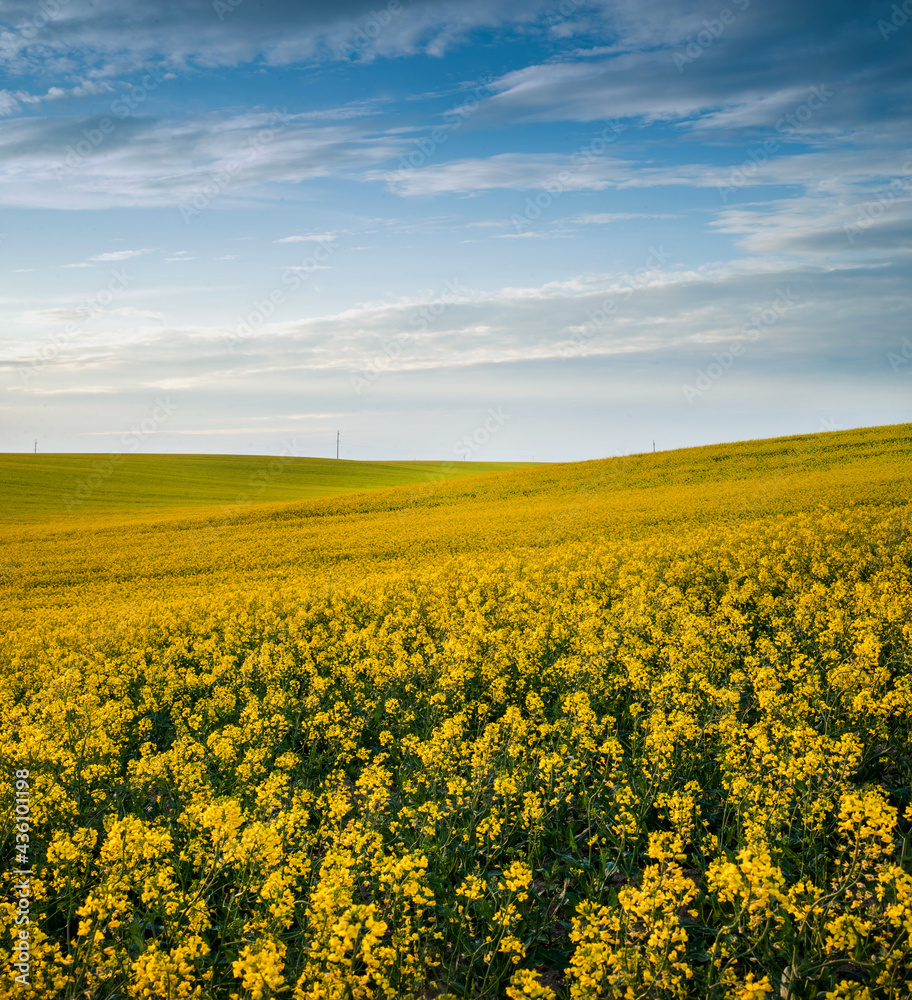 yellow flowering hills of rapeseed fields, sky with clouds