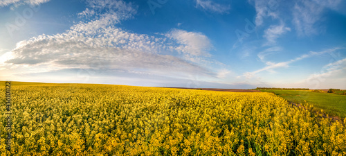view of rapeseed field with amazing clouds