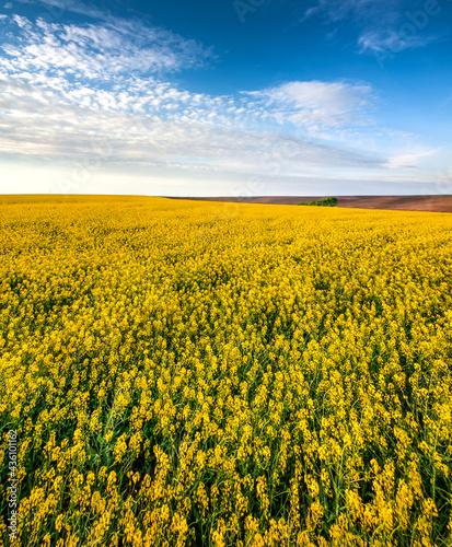 rapeseed field and blue sky with clouds