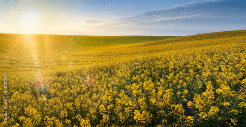 hills of rapeseed field, evening dsrect sun in the lens